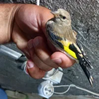 فروش سهره تعداد و دورگ
