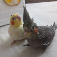 عروس هلندی جوجه
