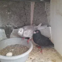 3 جفت نر ماده ب شرط جوجه.ی