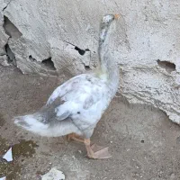 یک جوجه قو قاز جوان
