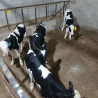 فروش 5 راس گوساله صنعتی