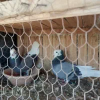 کفتر ابلق سبز