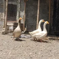 غازمحلی