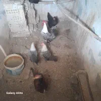 خروس براکل