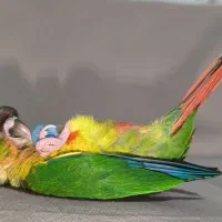 گرینچیک ۵۰ روزه