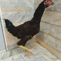 جوجه دورگ  برهما