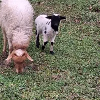 گوسفندهمراه بره نر