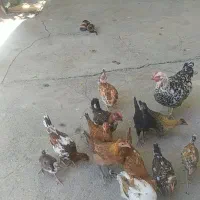 مرغ و جوجه