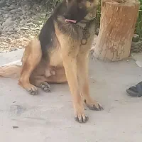 توله سگ ژرمن ۷ماه