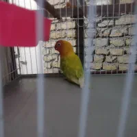 طوطی برزیلی