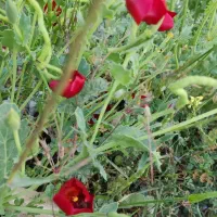 طبیعت کردی