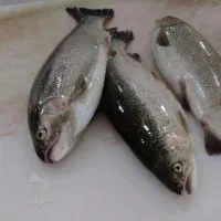 تانکر ماهی ورق گالوانیزه۲/۵ سفید