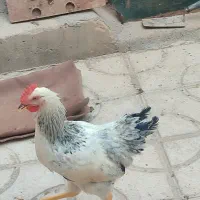 جوجه خروس محلی