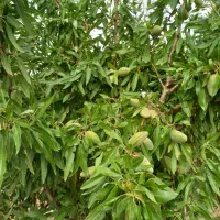 خوردنی|خوردنی و آشامیدنی|زنجان, |دیوار