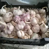 فروش سیر