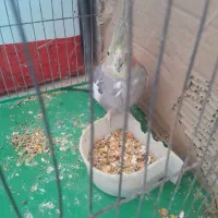 عروس هلندی