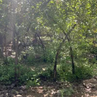 ۵۶۶متر سند تک برک فول اشعابات