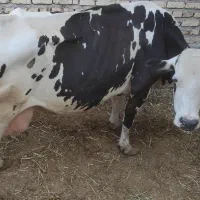 گاو