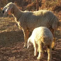 میش بره ماده