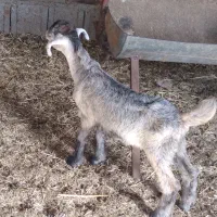 بز دوقلو زا به همراه یک کهره نر