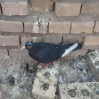 ۷ماده|پرنده|رفسنجان, |دیوار