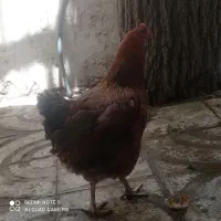 مرغ