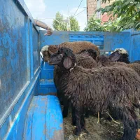 بره.پای.پلوار