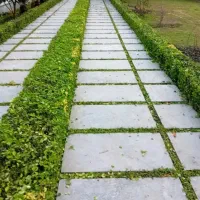 خدمات باغبانی و سمپاشی و هرس کردن و علف زنی