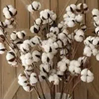 مقداری  کولوزه پنبه