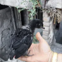 ۵ عدد جوجه + مرغ