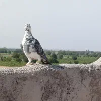 بزک نر بشرط همه چی