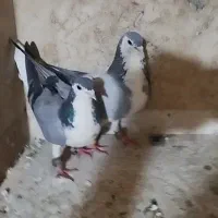 کفتر پلاس
