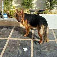 ژرمن یکساله نر