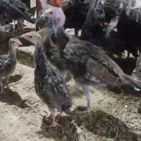 فروش نیمچه بوقلمون