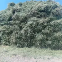 یونجه|لوازم جانبی حیوانات|سراجو, |دیوار