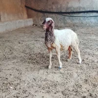 بره