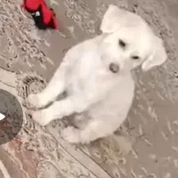 گمشده