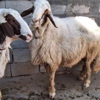 دوعددشک نر سنجابی