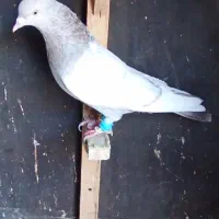 سینه سوسنی نر