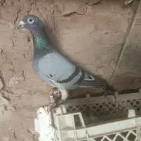 کفتر