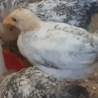 ۵ عدد جوجه رسمی ۵۰ روزه و یک نیمچه  ۱۰۰ روزه سفید