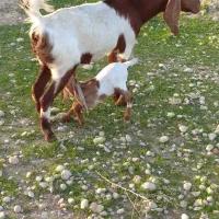 بز نژدی باکهره