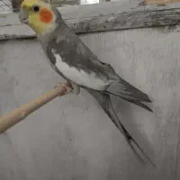 عروس هلندی سخنگو معاوضه