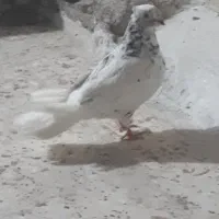 معاوضه سرور دمبی ماده