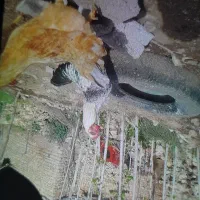 مرغ و خروس