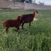 شاه میش افشاری