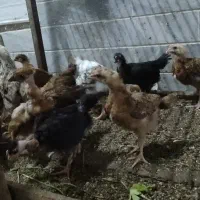 جوجه محلی وگردن گلابی
