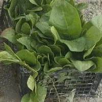 فروش انواع نشا