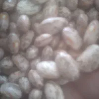 لوبیا جیتی خوشپخت وتمییز وبوجاری