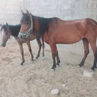 اسب پالونی